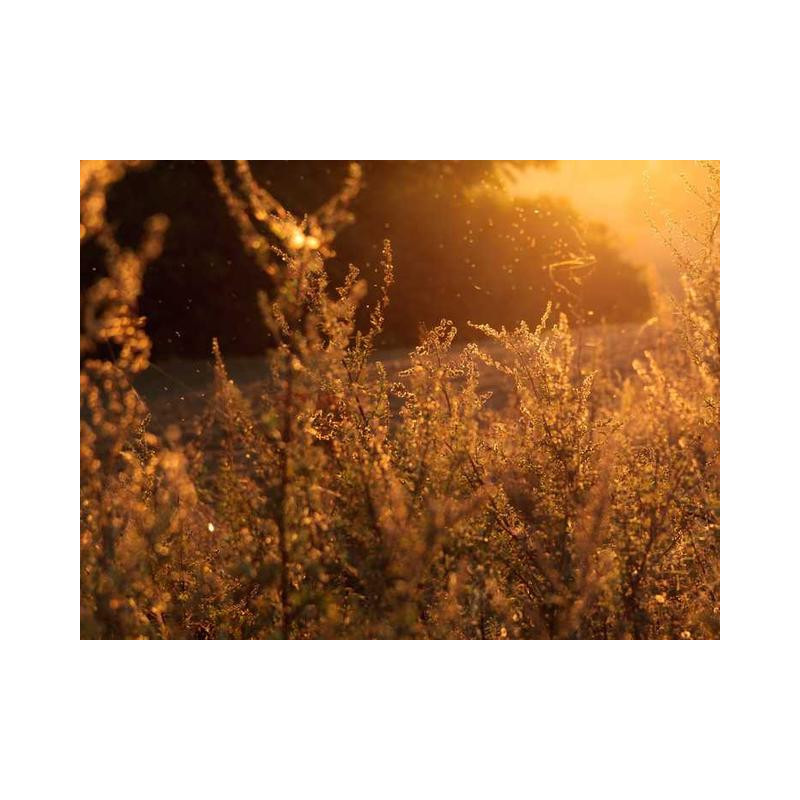 Fantastic Copper Shoes fr-FR